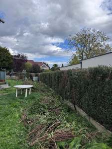 Photo de galerie - Taille de haie avant évacuation des déchets vert. 
