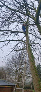 Photo de galerie - Tailles arbres 