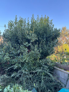 Photo de galerie - Taille de haies et d'arbustes