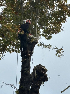 Photo de galerie - Nous avons des grimpeurs professionnels la sécurité à mon tout expert dans notre domaine