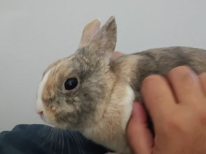 Photo de galerie - L'adorable Nesquik qui adore les câlins et les papouilles.