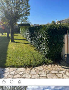 Photo de galerie - Taille de haie de laurier, avant