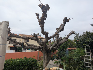 Photo de galerie - Après la taille d'un platane mûrier 
