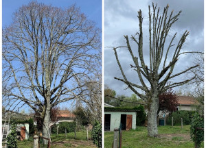 Photo de galerie - Elagage et coupe d'arbres