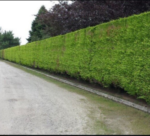 Photo de galerie - Taille haie et arbuste
