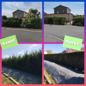 Photo de galerie - Taille de haies et d'arbustes