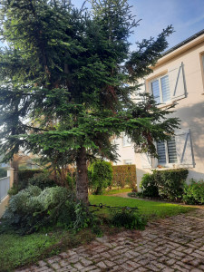 Photo de galerie - Elagage et coupe d'arbres