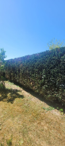 Photo de galerie - Taille de haie à Parentis-en-born