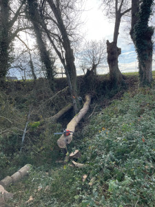 Photo de galerie - Abattage d’arbre 