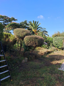 Photo de galerie - Taille haie et d'arbustes 
