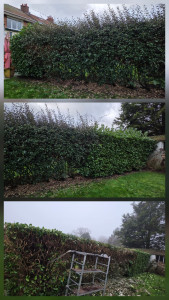 Photo de galerie - Taille de haie