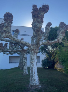 Photo de galerie - Élagage d’hiver ,platanes 
