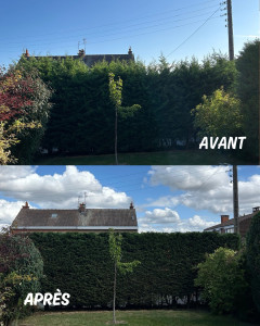 Photo de galerie - Taille de haie 