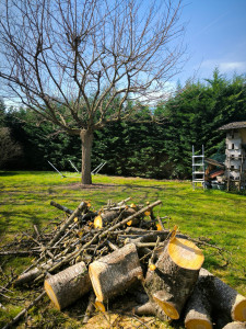 Photo de galerie - Elagage et coupe d'arbres