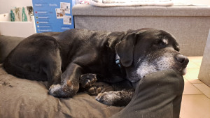 Photo de galerie - Garde chien