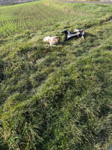 Photo de galerie - C’est trop bien de se rouler dans l’herbe ! 