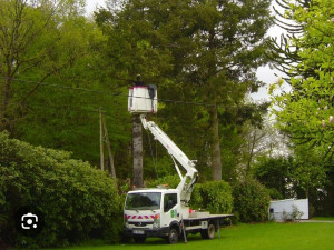 Photo de galerie - Élagage avec nacelle 