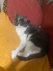 Photo de galerie - Garde de Bonjo, un chat âgé mais très attentionné 