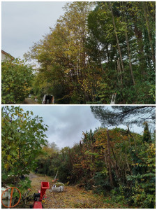 Photo de galerie - Déboisement 