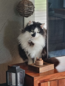 Photo de galerie - Garde chat