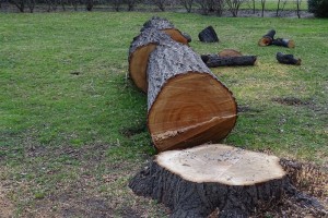 Photo de galerie - Elagage et coupe d'arbres