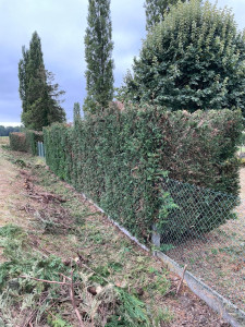 Photo de galerie - Taille de haies et d'arbustes