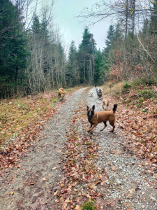Photo de galerie - Trail avec la meute 