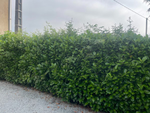 Photo de galerie - Taille de haie envahie de ronces AVANT