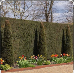 Photo de galerie - Taille de haies