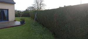 Photo de galerie - Taille de haie, tonte, élagage...