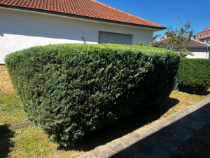 Photo de galerie - Taille de haies et d'arbustes