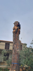 Photo de galerie - Elagage et coupe d'arbres