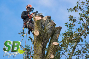 Photo de galerie - 
elagage abatage d’arbres d’engereux est dur d’accé
