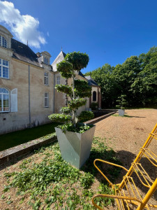 Photo de galerie - Taille en formation d’un charme 