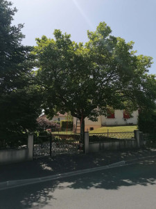 Photo de galerie - Elagage et coupe d'arbres
