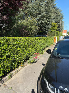 Photo de galerie - Taille haie 