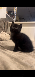 Photo de galerie - Mon petit chat Charly serait très content de devenir copain avec le vôtre