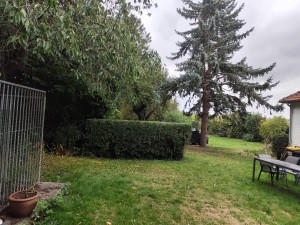 Photo de galerie - Taille de haies et d'arbustes