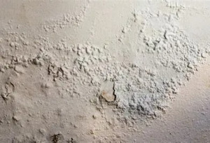 Photo de galerie - Salpêtre, moisissures, ...