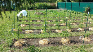 Photo de galerie - Préparation d un potager