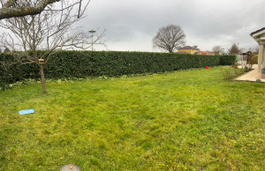 Photo de galerie - Taille de haie de laurier