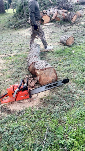Photo de galerie - Elagage et coupe d'arbres