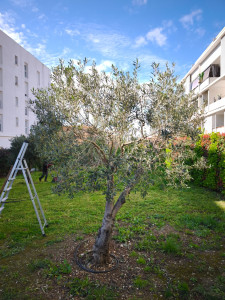 Photo de galerie - Taille d'oliviers