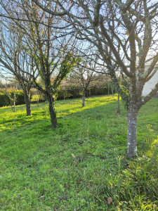 Photo de galerie - Tonte de pelouse - Débroussaillage