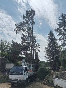 Photo de galerie - Elagage et coupe d'arbres