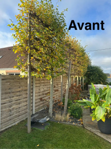 Photo de galerie - Taille de haies et d'arbustes