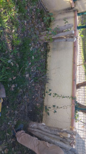 Photo de galerie - Desousache de souche