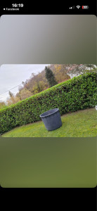 Photo de galerie - Taille de haies et d'arbustes