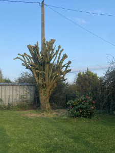 Photo de galerie - Elagage et coupe d'arbres