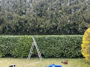 Photo de galerie - Taille de haie